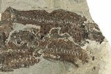 Fossil Fish (Knightia & Mioplosus) Mortality Plate - Wyoming #257176-1